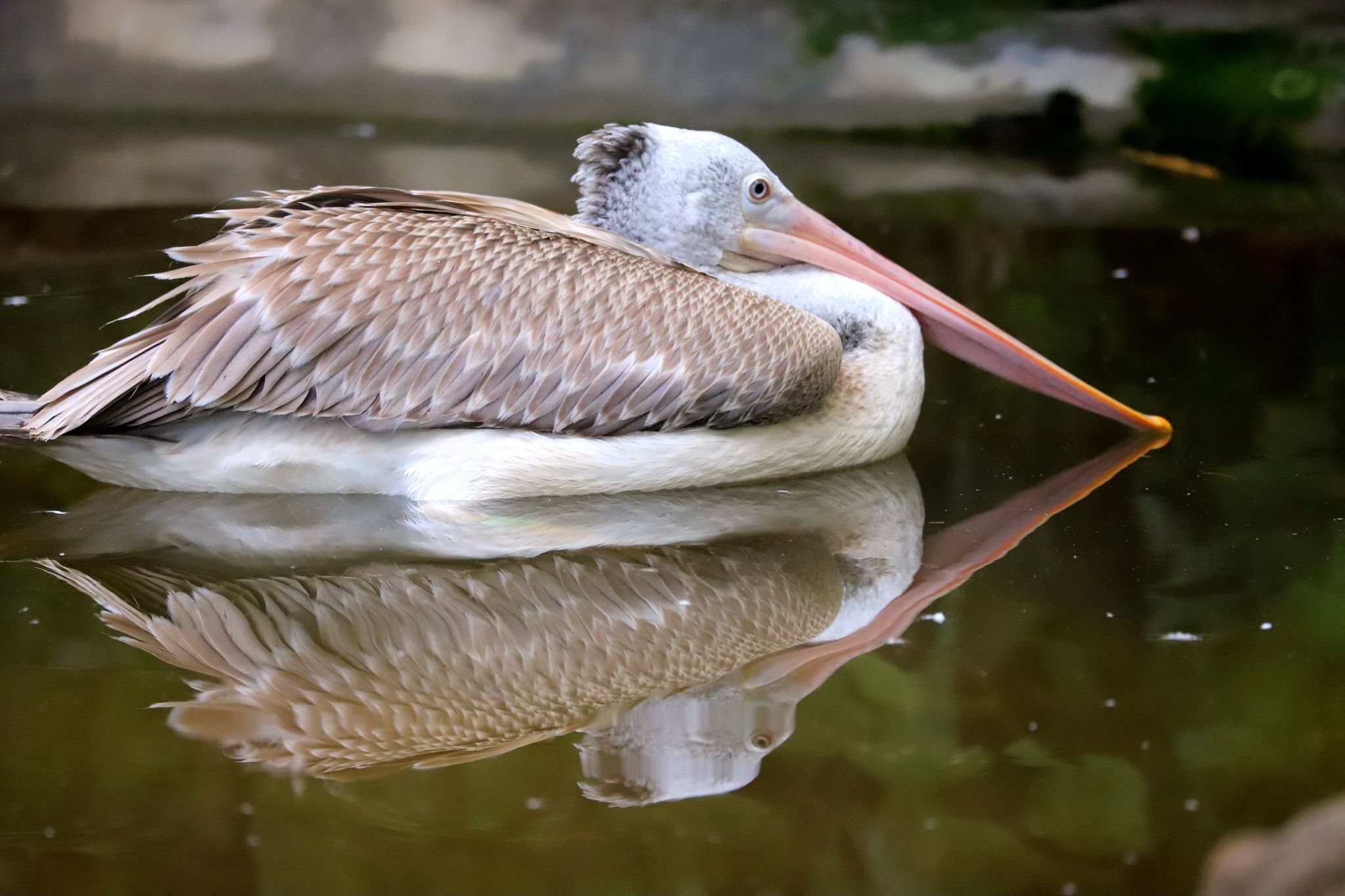 pelikán skvrnozobý